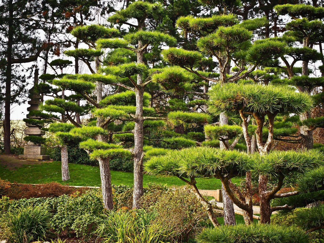 Understanding the Playful Nature of the Japanese Bobtail